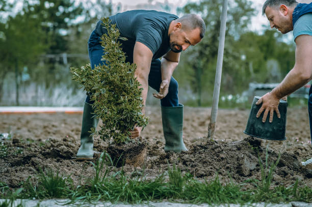 Trusted Fort Worth, TX Tree Care Services Experts