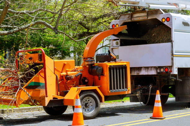  Fort Worth, TX Tree Care Services Pros