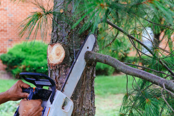 How Our Tree Care Process Works  in  Fort Worth, TX